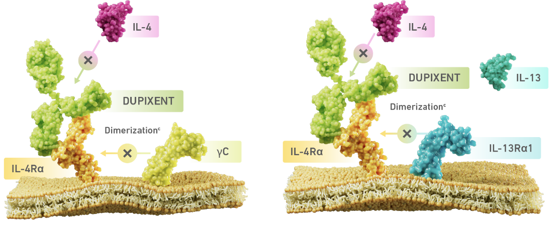 Diagram of Dupixent® (dupilumab) inhibiting IL-4 and IL-13 signaling