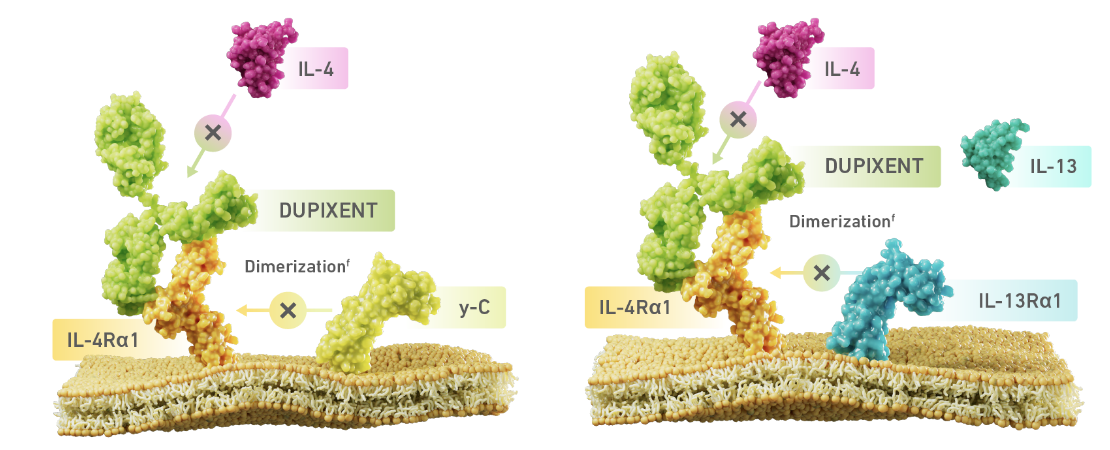 Diagram of Dupixent® (dupilumab) inhibiting IL-4 and IL-13 signaling