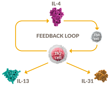 Diagram of type 2 cytokines creating a closed positive feedback loop