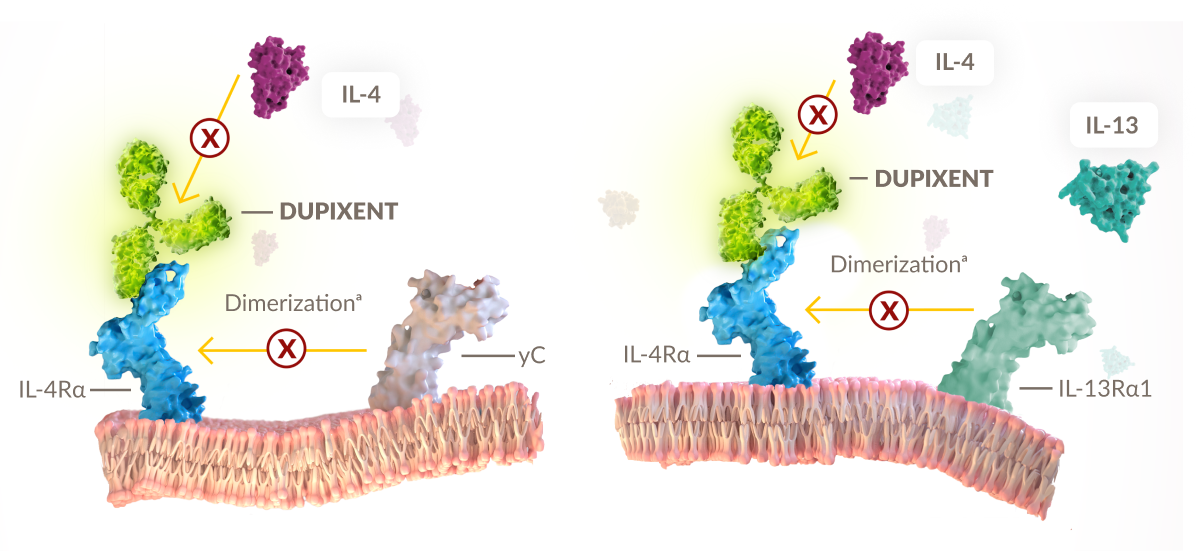 Diagram of Dupixent® (dupilumab) inhibiting IL-4 and IL-13 signaling