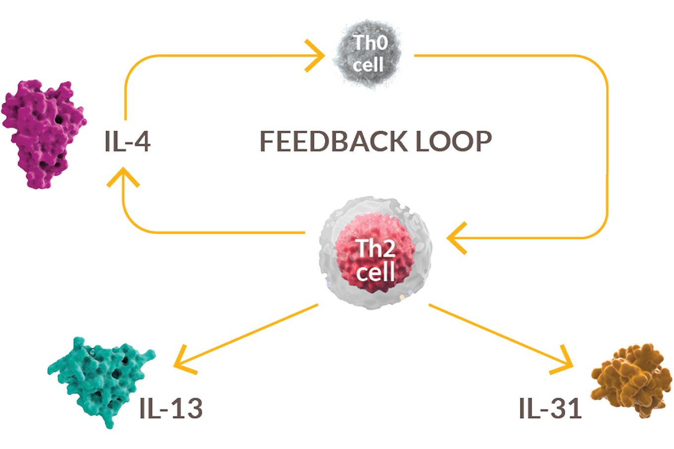 Diagram of type 2 cytokines creating a closed positive feedback loop