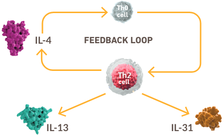Diagram of type 2 cytokines creating a closed positive feedback loop