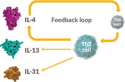Diagram of type 2 cytokines creating a closed positive feedback loop