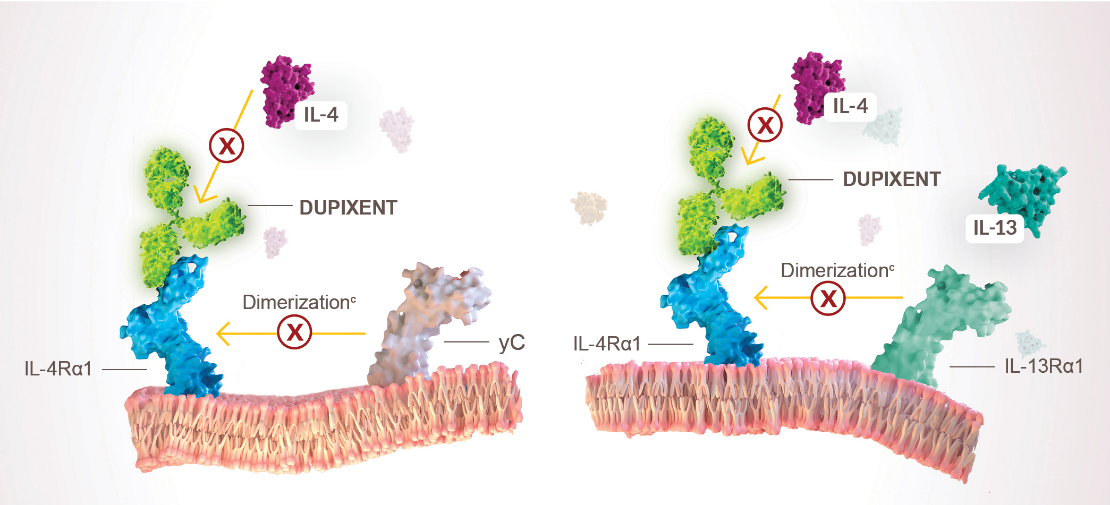 Diagram of Dupixent® (dupilumab) inhibiting IL-4 and IL-13 signaling
