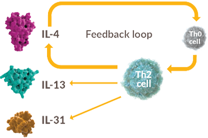 Diagram of type 2 cytokines creating a closed positive feedback loop
