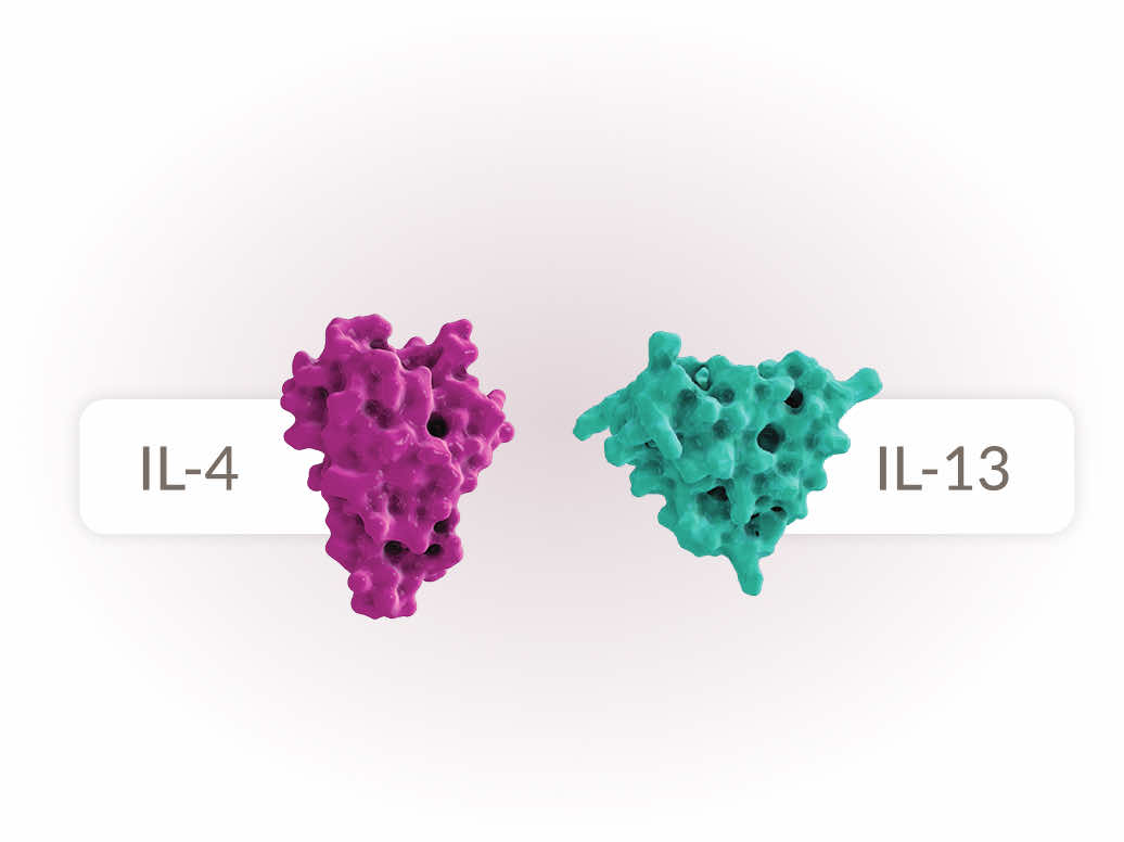 IL-4 & IL-13 signaling receptors